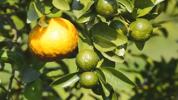 Смугастий і сирий апельсин на дереві в садовій рослині — стокове відео