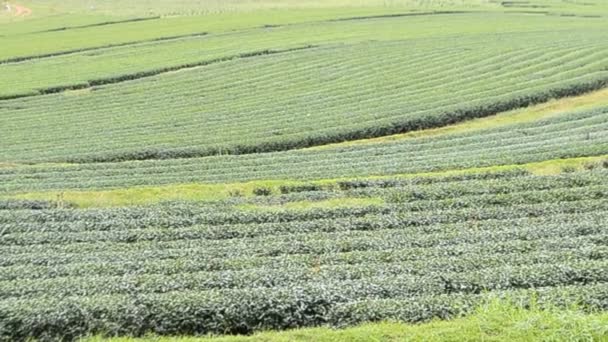 Green tea farmland of thailand — Stock Video