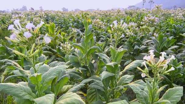 Planta de cultivo de tabaco de Tailandia (tiro de grúa ) — Vídeo de stock