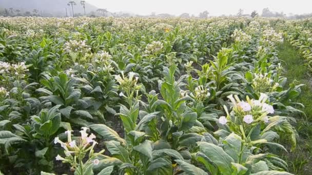 Planta de cultivo de tabaco de Tailandia (tiro de grúa ) — Vídeo de stock