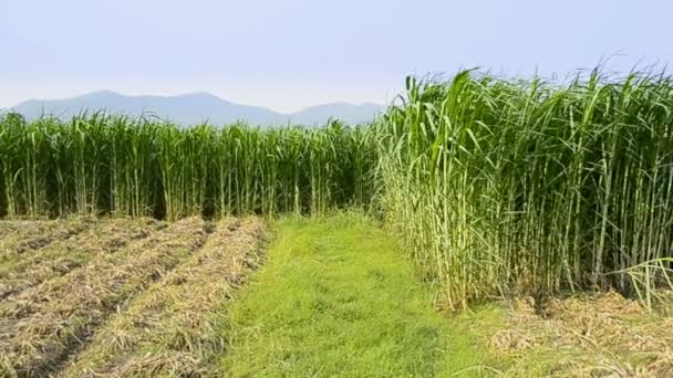 Napier fű (pennisetum purpurerum) a mezőgazdasági üzemek — Stock videók