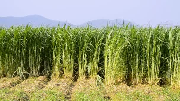 Napier Herbe (Pennisetum purpurerum) Dans Les Plantes De Ferme 