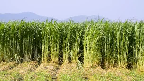 Napier Grass (Pennisetum purpurerum) En las plantas agrícolas — Vídeos de Stock