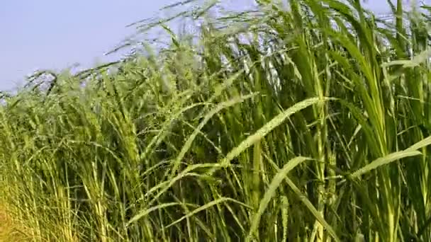 Napier Grass (Pennisetum purpurerum) En las plantas agrícolas — Vídeos de Stock