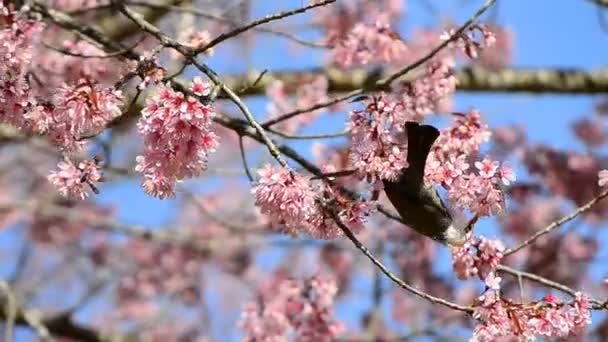 Pássaro pequeno bonito comendo néctar de árvore de flor de cereja — Vídeo de Stock