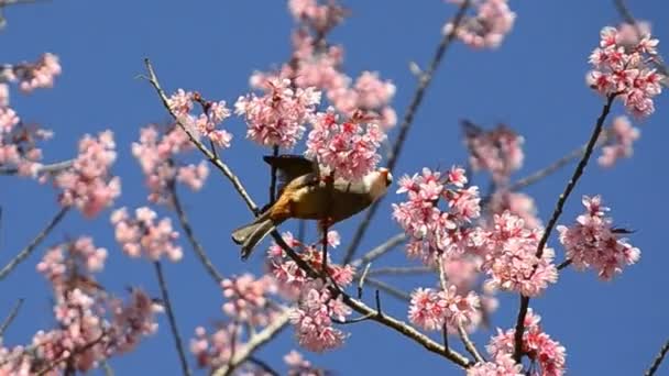 Schattige kleine vogel eten nectar van kersenbloesem boom — Stockvideo