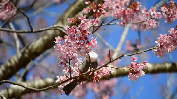 Söt liten fågel äter nektar av cherry blossom träd — Stockvideo