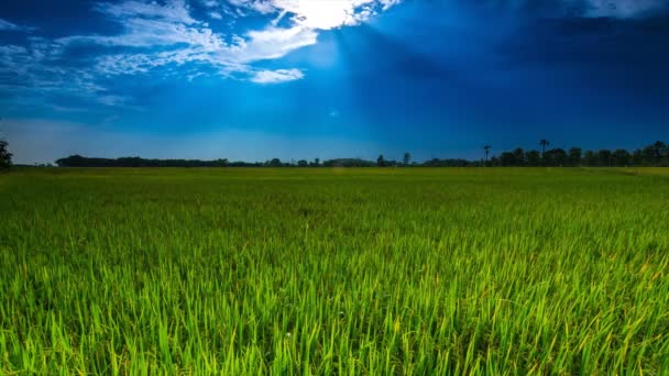 Fazenda de Arroz (Time Lapse ) — Vídeo de Stock