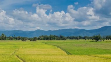altın pirinç çiftlik bitki, Tayland, thailand (zaman atlamalı)