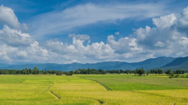 Zlatá rýže farma závod z Thajska (časová prodleva) — Stock video