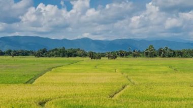 altın pirinç çiftlik bitki, Tayland, thailand (zaman atlamalı)