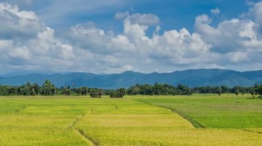 altın pirinç çiftlik bitki, Tayland, thailand (zaman atlamalı)