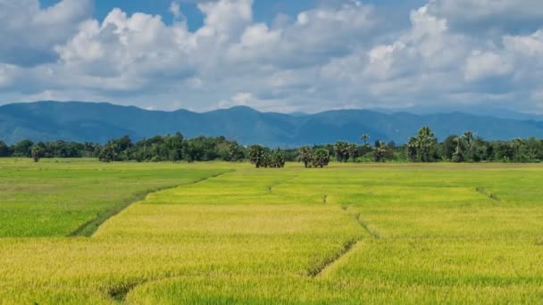 Granja de arroz dorado de Tailandia (lapso de tiempo ) — Vídeo de stock