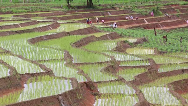 Bauern pflanzen Reis in Terrassenlandwirtschaft und Regen in Thailand — Stockvideo