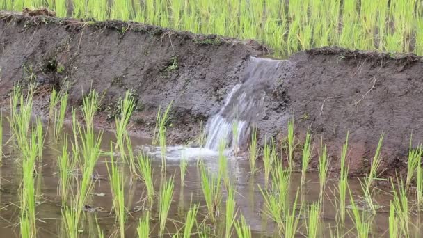 Reisfelder sprießen in Reisfarm und kleinem Wehr Wasser (drei Schuss und Ton) — Stockvideo