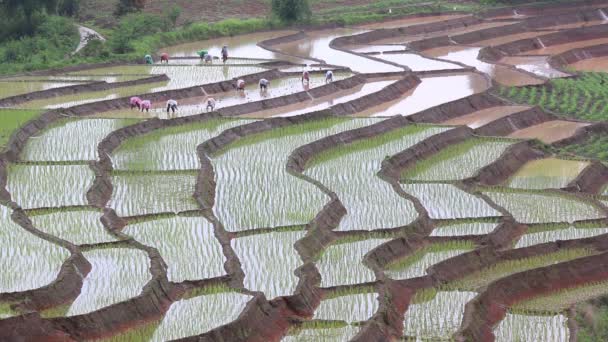 Agricultores trabajando planta arroz en terraza finca y lluvia de tailandia — Vídeo de stock