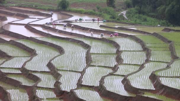 Boeren werken plant rijst in terras landbouwgrond en regent van thailand — Stockvideo