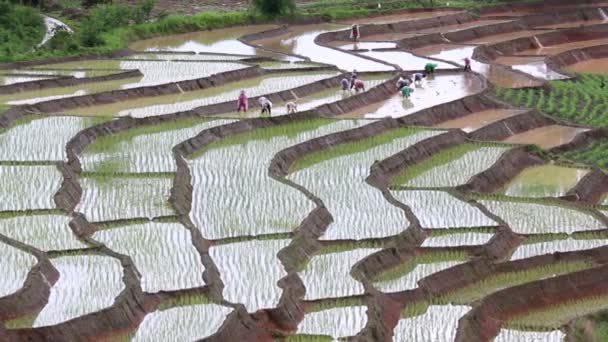 工作在露台农场土地和下雨的泰国株水稻的农民 — 图库视频影像