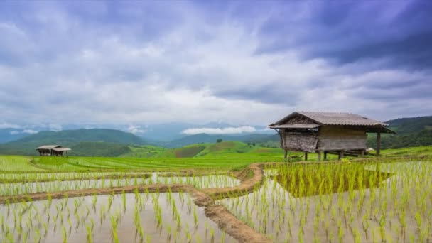 Tijd lapse terras rijst boerderij en nimbus wolken drijvende van thailand — Stockvideo