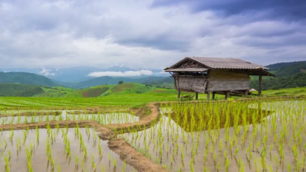 Time lapse terrace rice farm and nimbus clouds floating of thailand — Stock Video