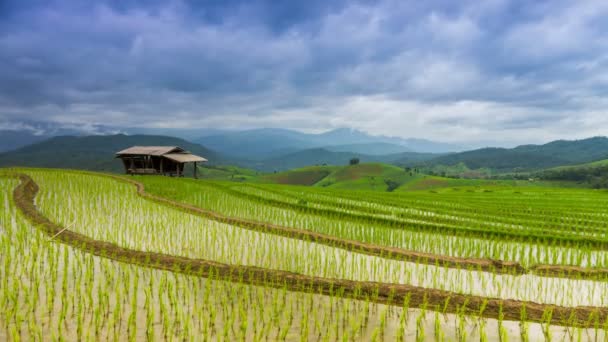 Time lapse terraço fazenda de arroz e nuvens de nimbus flutuando da Tailândia — Vídeo de Stock