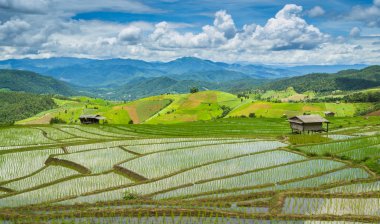 mooi terras rijst boerderij van pa waterpijp peang ching mai, thailand