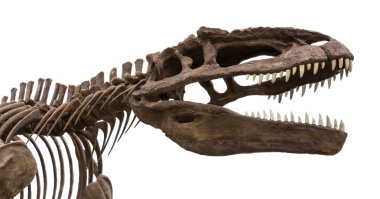 dinozor Fosili izole
