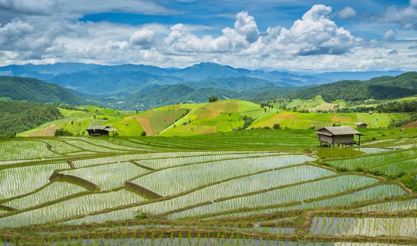Fazenda bonita do arroz do terraço de Pa Bong Peang Ching Mai, Tailândia — Fotografia de Stock