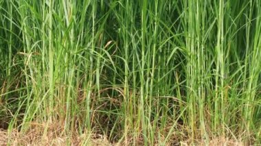 Napier Çimeni (pennisetum purpurerum) Fodder Çim Yetiştirme