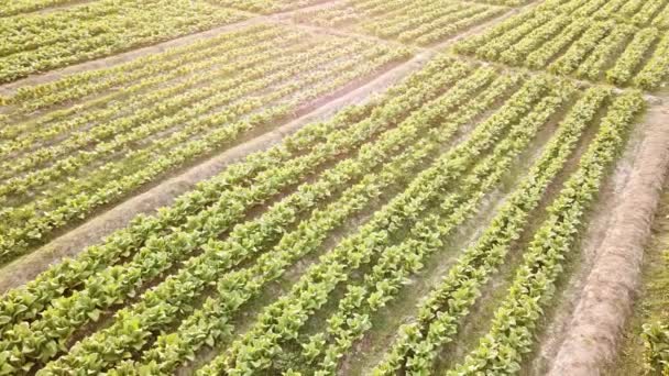 Cultivo Tabaco Farm Vista Aérea Pan Shot — Vídeo de Stock