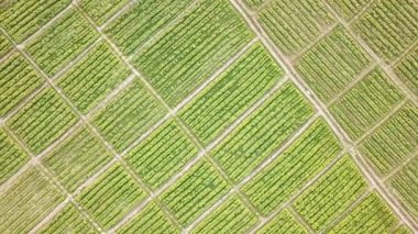 Tütün Tarlası Çiftliği Havadan Görünüm Pan Çekimi