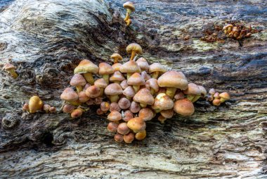 Bir kütüğün kenarında büyüyen zehirli mantarlar.