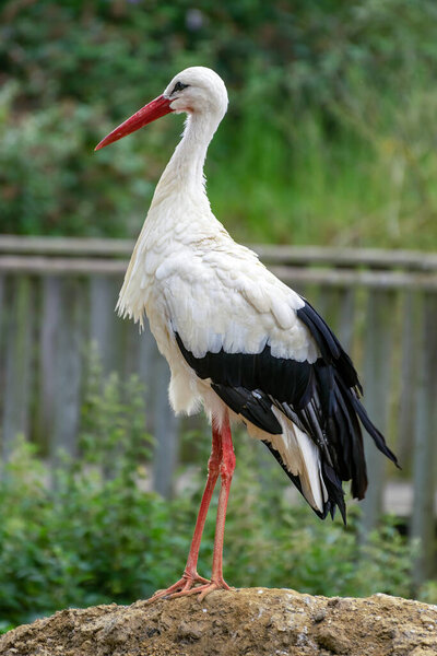 White Stork (Ciconia ciconia) standing on a rock