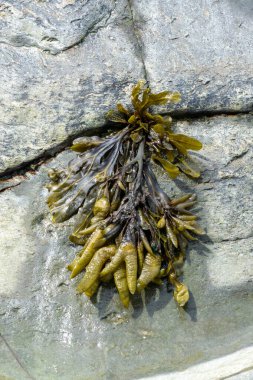 Gri bir kayadan sarkan bir parça ıslak yosun.