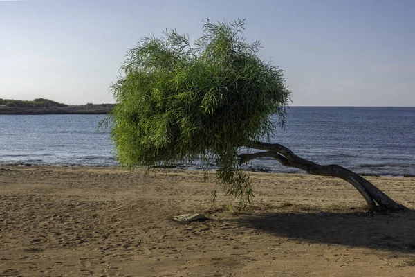 Pohon Miring Terisolasi Pantai Mediterania Berpasir — Stok Foto