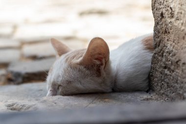 Küçük bir kedi yavrusu kaldırımda uyuyor..