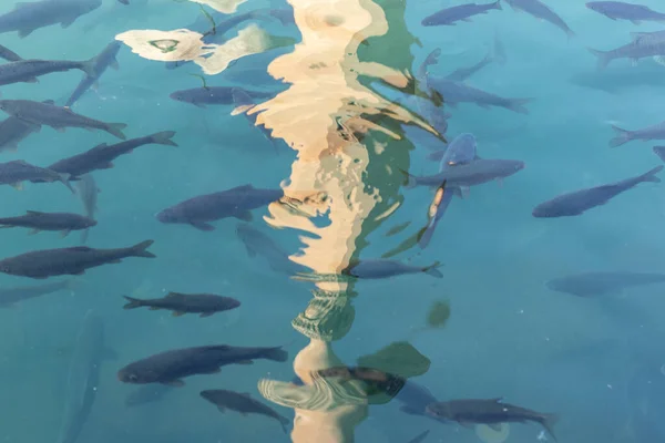 聖なる魚のプール内のハリール ラーマン モスクのミナレットの鮮やかなシルエット ウルファ サンリウルファ トルコ — ストック写真