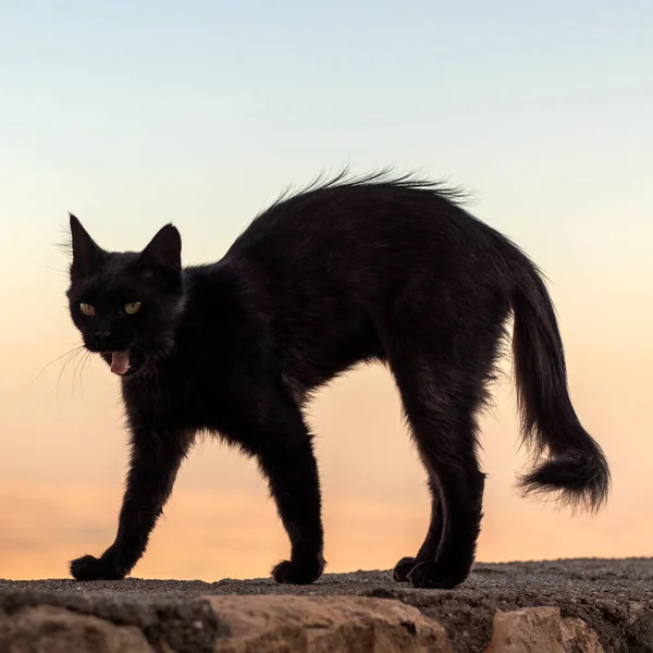 Kara kedi belini büker..