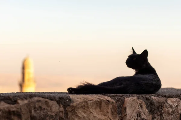 Pisică Neagră Află Perete Piatră Mardin Turcia — Fotografie, imagine de stoc