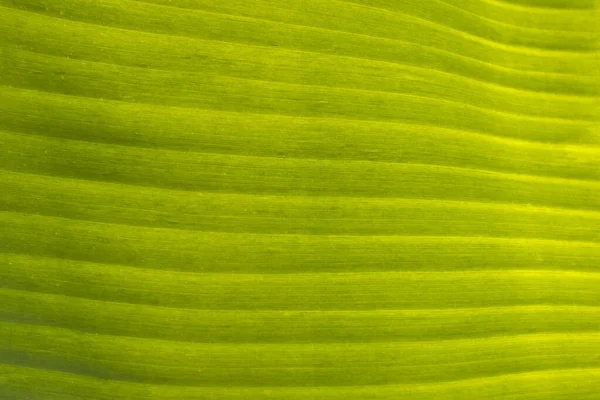 Detailní Textura Zeleného Banánového Listu — Stock fotografie