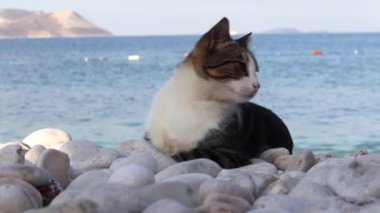 Deniz kenarında yaşayan başıboş bir kedi. Çakıltaşı plajı, kapatın..