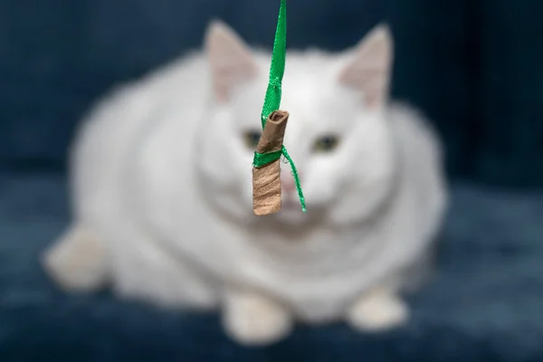 Een Witte Kat Kijkt Naar Een Zelfgemaakt Speeltje Ondiepe Scherptediepte — Stockfoto