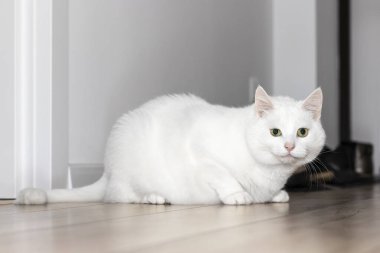 Ön kapıda büyük beyaz bir evcil kedi oturuyor..