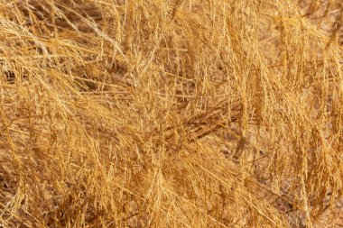 Altın renginde kuru çimenler. Doğa arkaplanı.