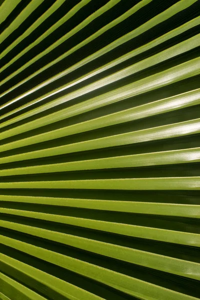 Naturalne Tło Dłoni Liść Palmy Zbliżenie — Zdjęcie stockowe