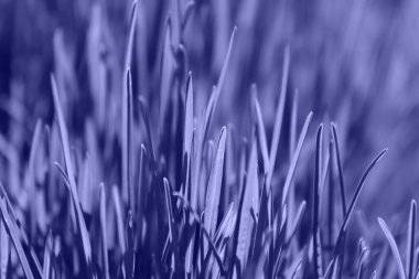 Mor çimenler yakın çekim. Mor-mavi arka plan. Yüzeyin derinliği. Yıl Rengi 2022