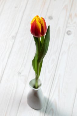 Beyaz ahşap arka planda beyaz vazoda kırmızı-sarı lale..
