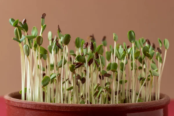 Flax Microgreens Pada Latar Belakang Coklat Makanan Organik — Stok Foto