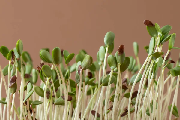 Льняная Микрозелень Коричневом Фоне Органическая Еда Крупный План — стоковое фото