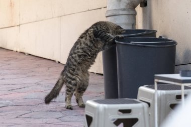 Bir kedi restoranın yakınındaki bir çöp kutusunda yiyecek arıyor. İstanbul, Türkiye.